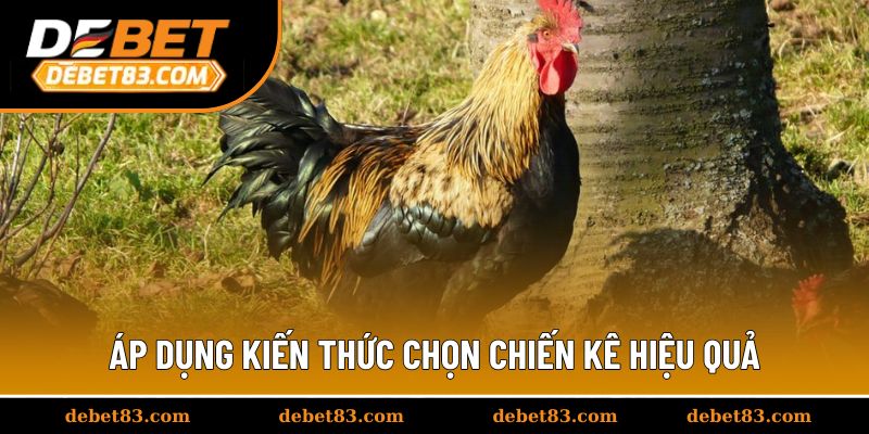 Áp dụng kiến thức chọn chiến kê hiệu quả