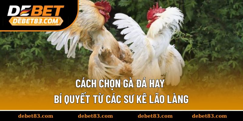Cách Chọn Gà Đá Hay - Bí Quyết Từ Các Sư Kê Lão Làng