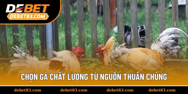 Chọn gà chất lượng từ nguồn thuần chủng