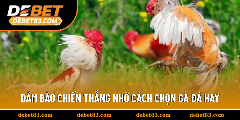 Đảm bảo chiến thắng nhờ cách chọn gà đá hay