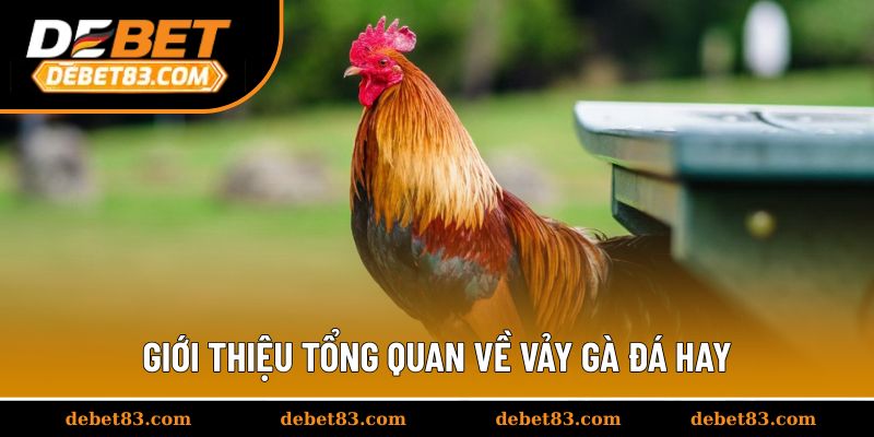 Giới thiệu tổng quan về vảy gà đá hay