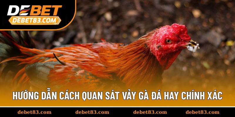 Hướng dẫn cách quan sát vảy gà đá hay chính xác