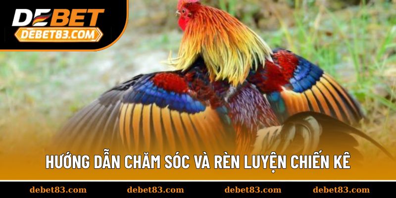 Hướng dẫn chăm sóc và rèn luyện chiến kê