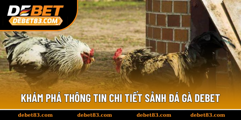 Khám phá thông tin chi tiết sảnh đá gà Debet