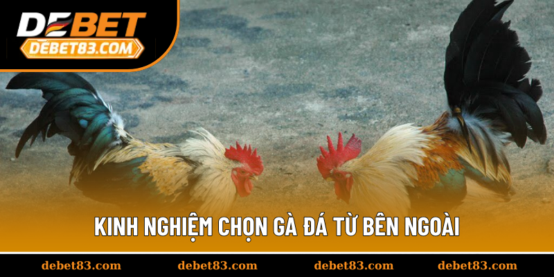 Kinh nghiệm chọn gà đá từ bên ngoài