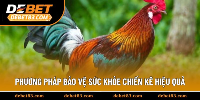 Phương pháp bảo vệ sức khỏe chiến kê hiệu quả