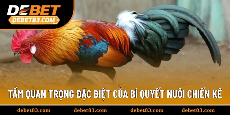 Tầm quan trọng đặc biệt của bí quyết nuôi chiến kê