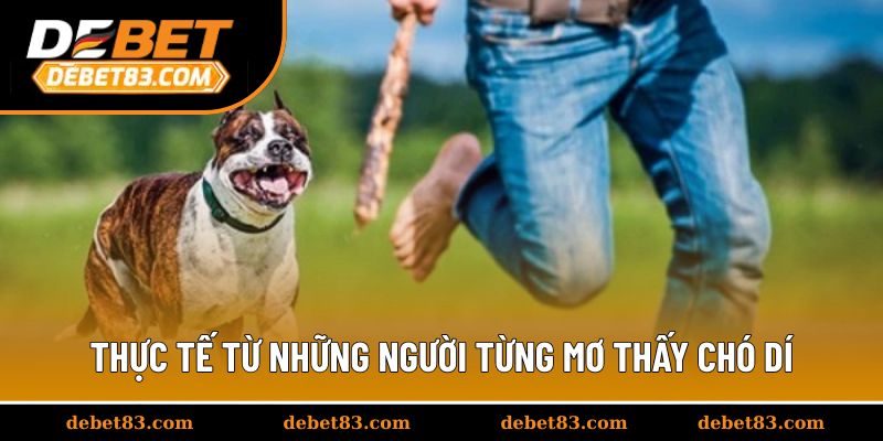 Trải nghiệm thực tế từ những người từng mơ thấy chó dí